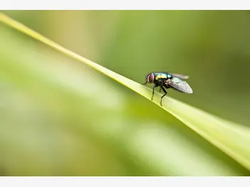 Ilustracja artykułu co odstrasza muchy? oto zapachy, rośliny i inne skuteczne preparaty