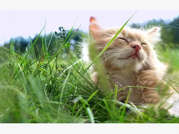 Ilustracja artykułu sennik kot – jakie jest znaczenie snu o kotach? wyjaśniamy!