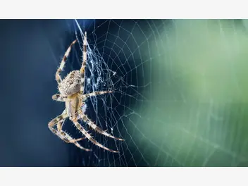 Ilustracja artykułu sennik pająk – co oznacza sen o pająkach? wyjaśniamy