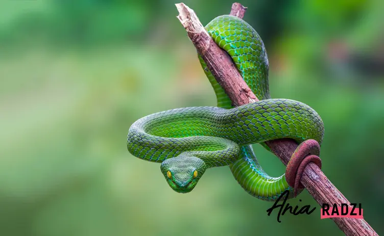 Wąż na gałęzi oraz sennik wąż, czyli co oznaczają węże we śnie lub wąż we śnie i jak można je interpertować