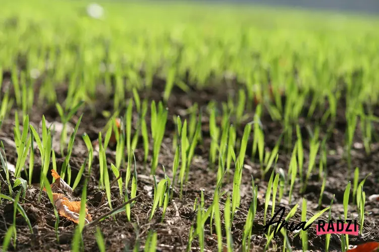 Wschodząca trawa, czyli porady jak siać trawę i kiedy siać trawę na działce i w ogródku, a także informacje na temat siania trawy krok po kroku