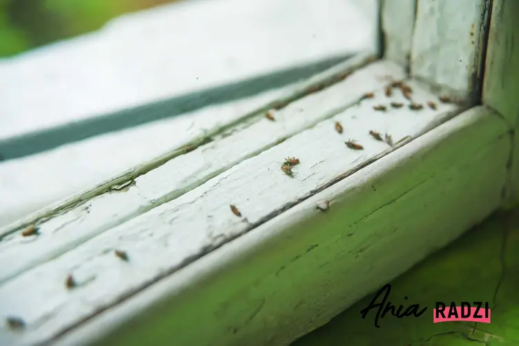 Czarne małe robaczki w domu na oknie, w tym psotnik zakamarnik czy mrówki faraona oraz ich zwalczanie i zapobieganie