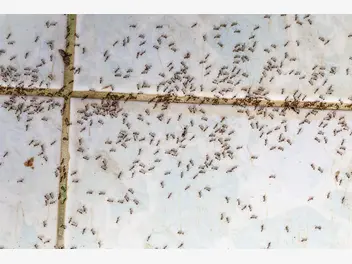 Ilustracja artykułu jak się pozbyć z domu czarnych robaków? porady i polecane preparaty