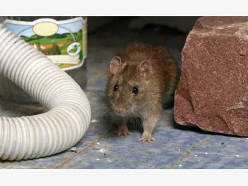 Ilustracja artykułu deratyzacja krok po kroku - jak zwalczać szczury? ceny, porady, środki deratyzacyjne
