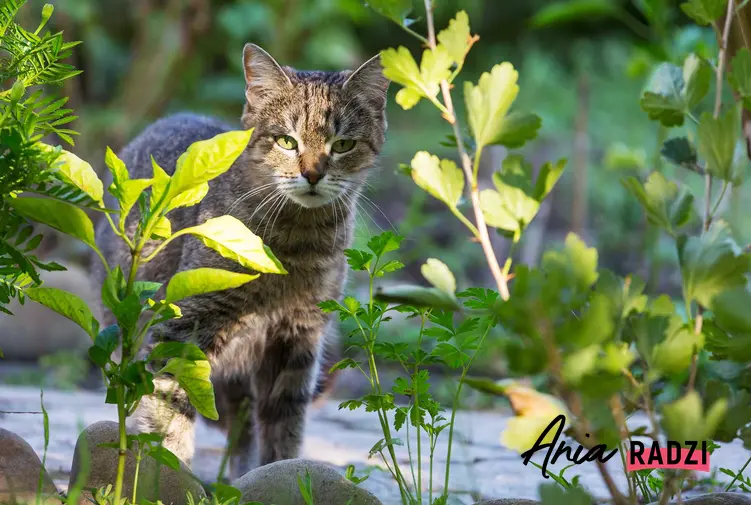 Kot w ogrodzie oraz porady jak odstraszyć koty i czym odstraszyć bezpańskie koty z podwórka skutecznie