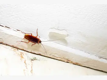 Ilustracja artykułu najbardziej uciążliwe robaki domowe w polsce – jak z nimi walczyć?
