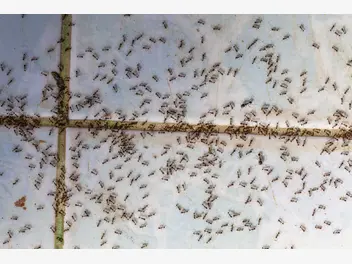 Ilustracja artykułu najpopularniejsze insekty domowe w polsce – zobacz jak z nimi walczyć