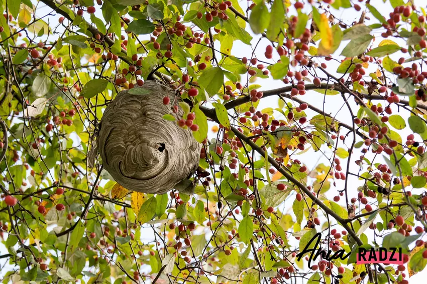 Gniazdo os na drzewie owocowym.