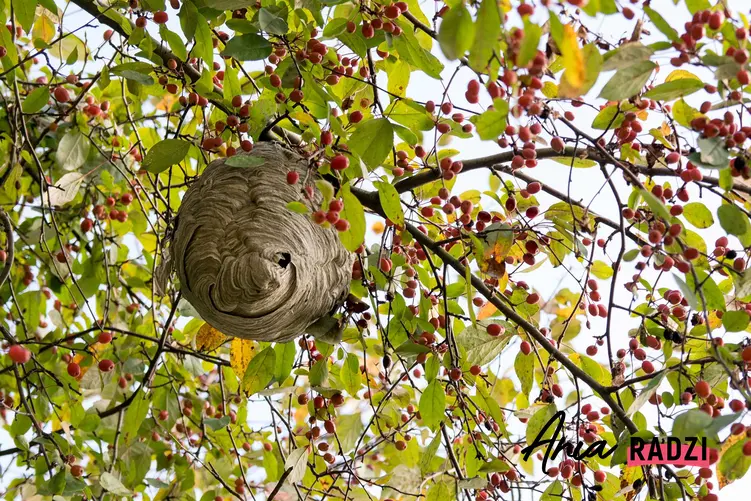 Gniazdo os lub gniazdo szerszeni na drzewie owocowym oraz porady, jak zlikwidować gniazdo os lub szerszeni