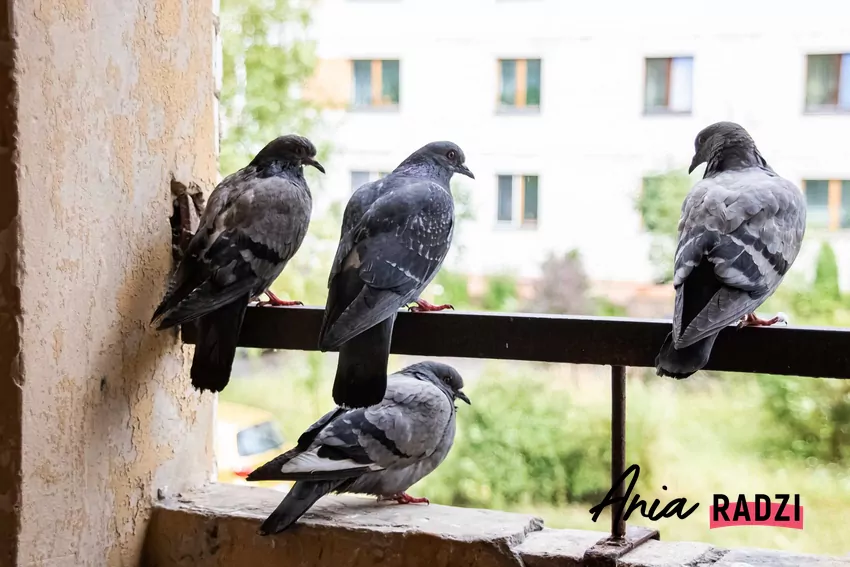 Balkon z odstraszaczem ptaków