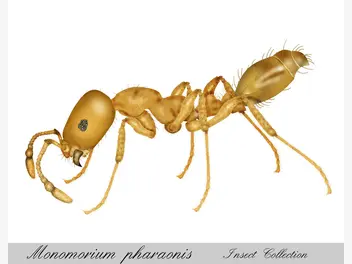 Ilustracja artykułu mrówki faraona w domu - jak je skutecznie zwalczać? poradnik praktyczny