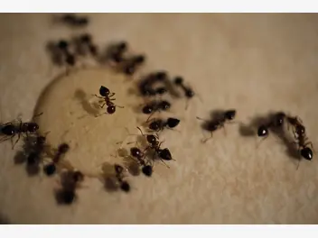 Ilustracja artykułu która trutka na mrówki będzie najlepsza? oto kilka sprawdzonych preparatów