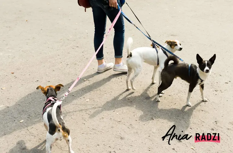 Kobieta z psami na spacerze, a także pomysły na antywalentynki