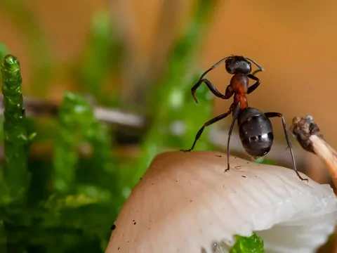 Ekologiczne sposoby na mrówki