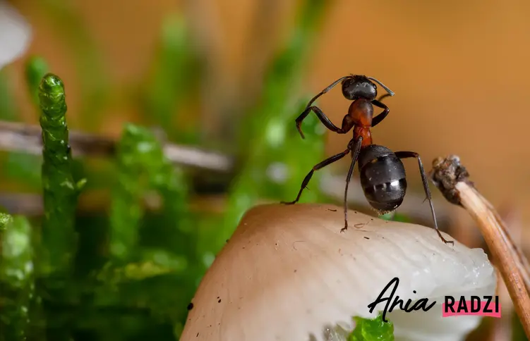 Mrówka w dużym zbliżeniu