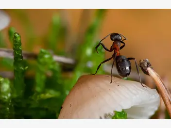 Ilustracja artykułu naturalne metody na pozbycie się mrówek: skuteczne i ekologiczne sposoby