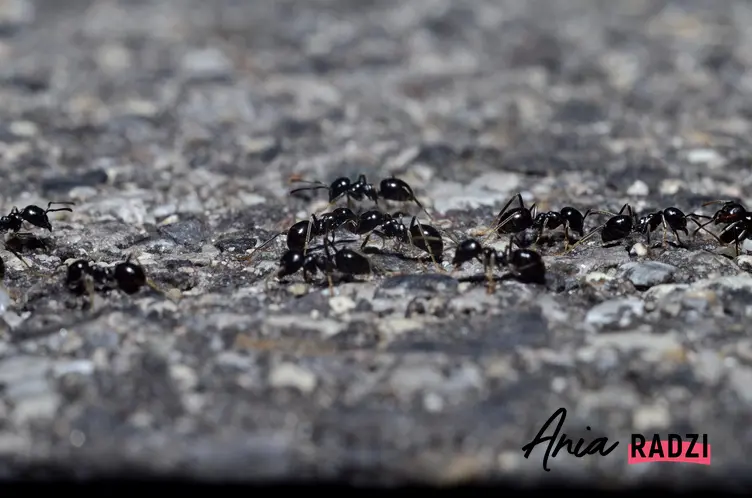 Mrówki idące po twardej nawierzchni