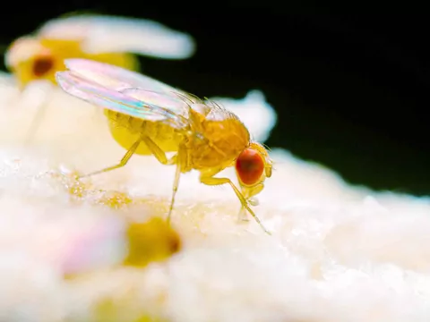 Jak pozbyć się muszek owocowych?