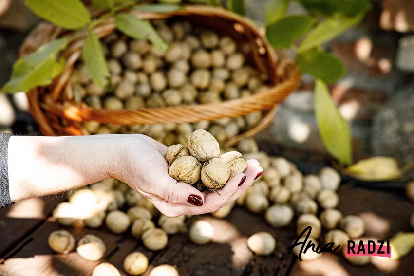 Orzechy uchodzą za smaczne i zdrowe, jednak czasami mogą być bardzo gorzkie w smaku Zbieranie orzechów