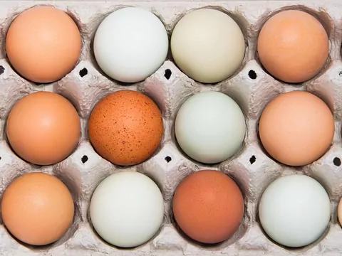 Gdzie wyrzucać skorupki jaj