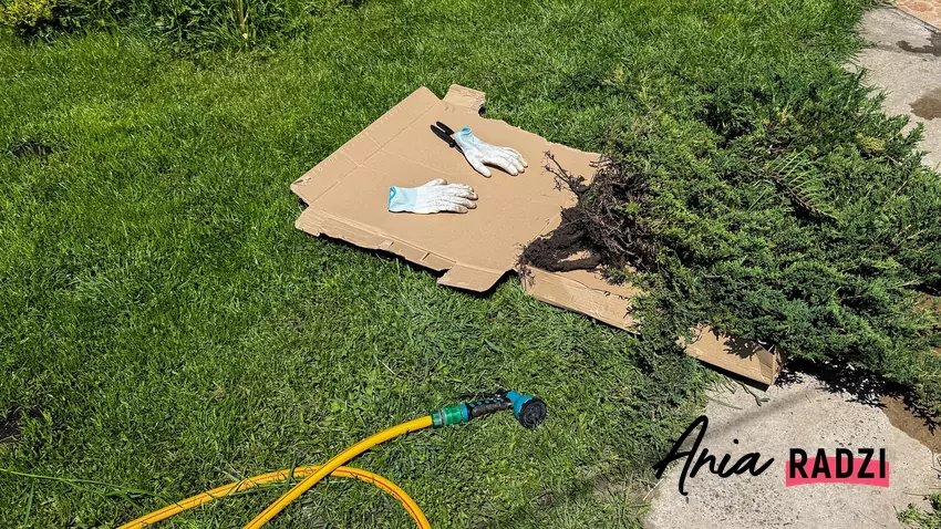 Choć pomysł wydaje się niepozorny, efekty potrafią zaskoczyć Ściółkowanie kartonem