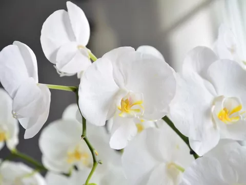 Prosty sposób na kwitnace storczyki