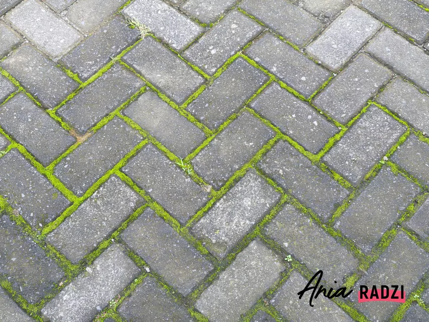 Sposób na zielony nalot na tarasie