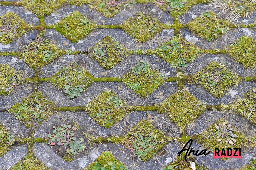 Jeśli zareagujesz odpowiednio wcześnie, 20 gramów może faktycznie zrobić różnicę Wyrastający mech