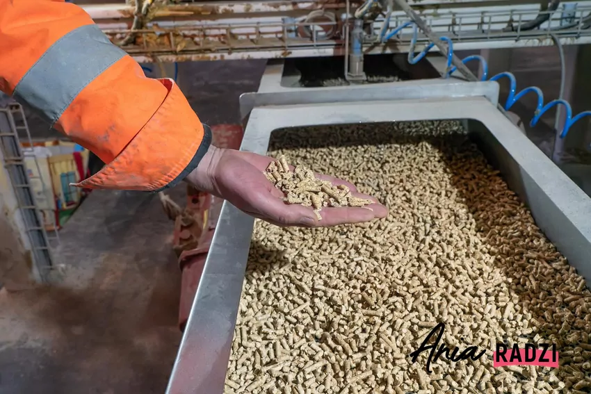 ręka przebierająca pellet