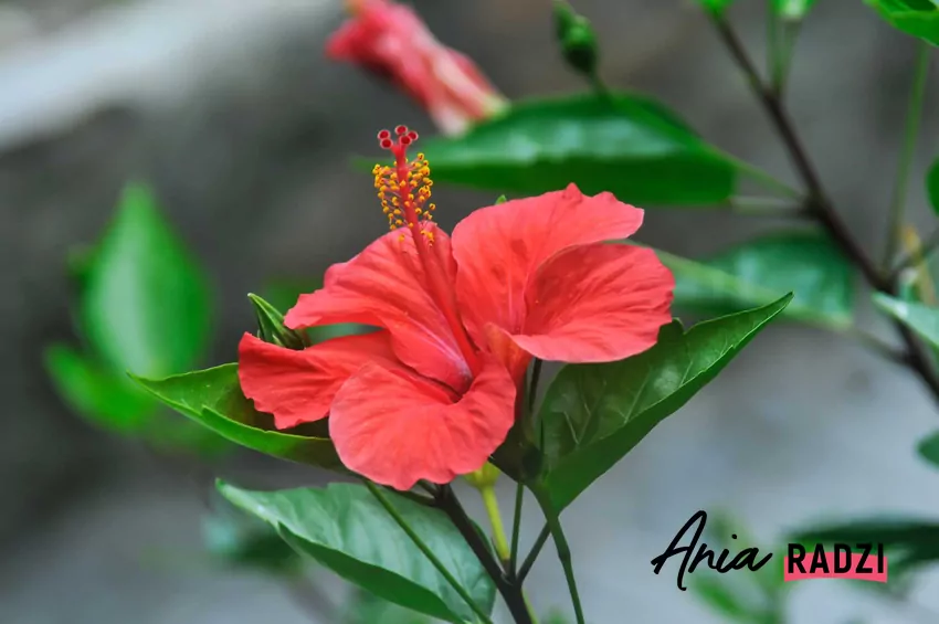 Chińska róża, czyli ketmia o różowych kwiatach