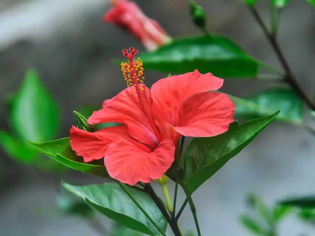 Nawożenie róży chińskiej