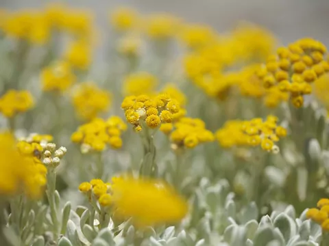 Helichrysum w ogrodzie