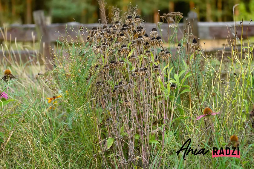 Zdaniem AI już kilka lat uprawa ogrodu będzie zdecydowanie trudniejsza obeschnięte, dzikie kwiaty