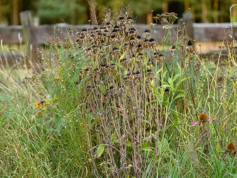 AI przewiduje suszę