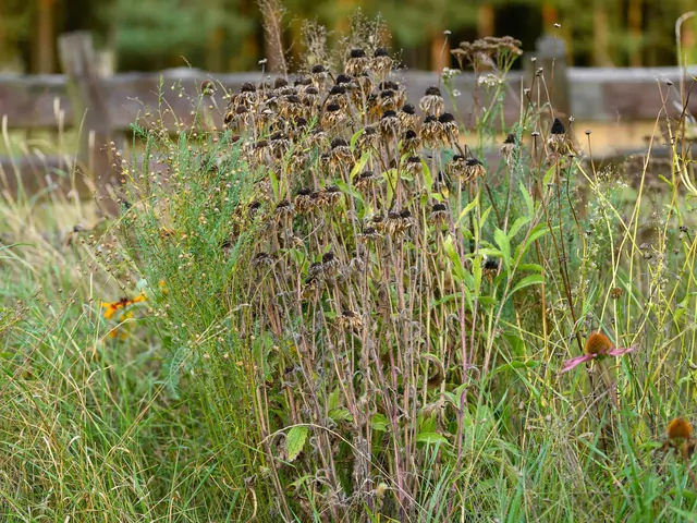 AI przewiduje suszę