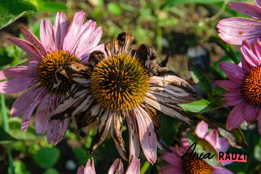 Sztuczna inteligencja sprawdziła, jak długotrwałe susze wpłyną na nasze ogrody więdnące kwiaty ogrodowe