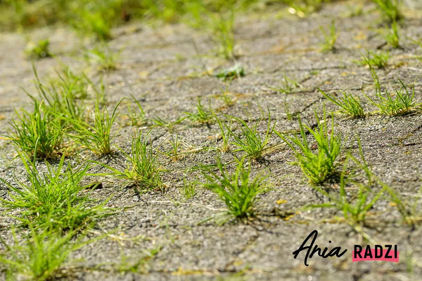 Usuwanie mchu z kostki brukowej