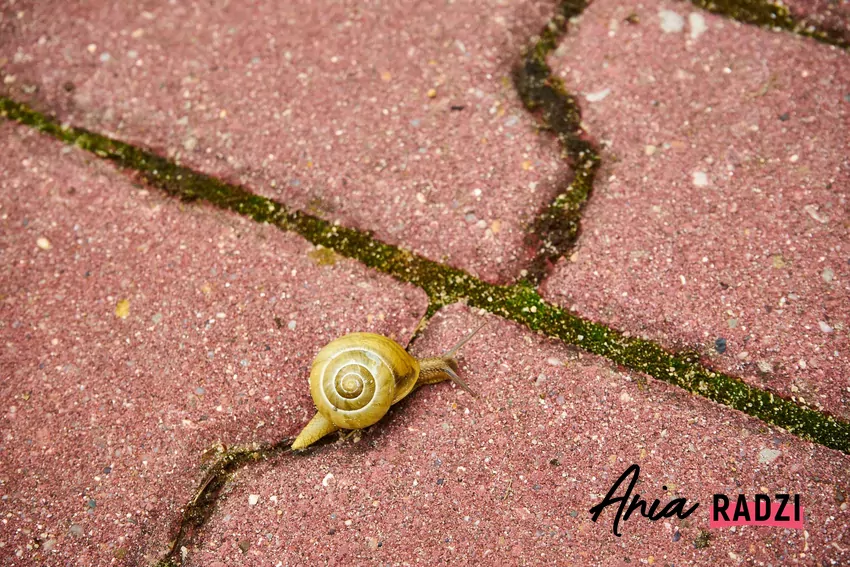 Mech i ślimak na kostce brukowej
