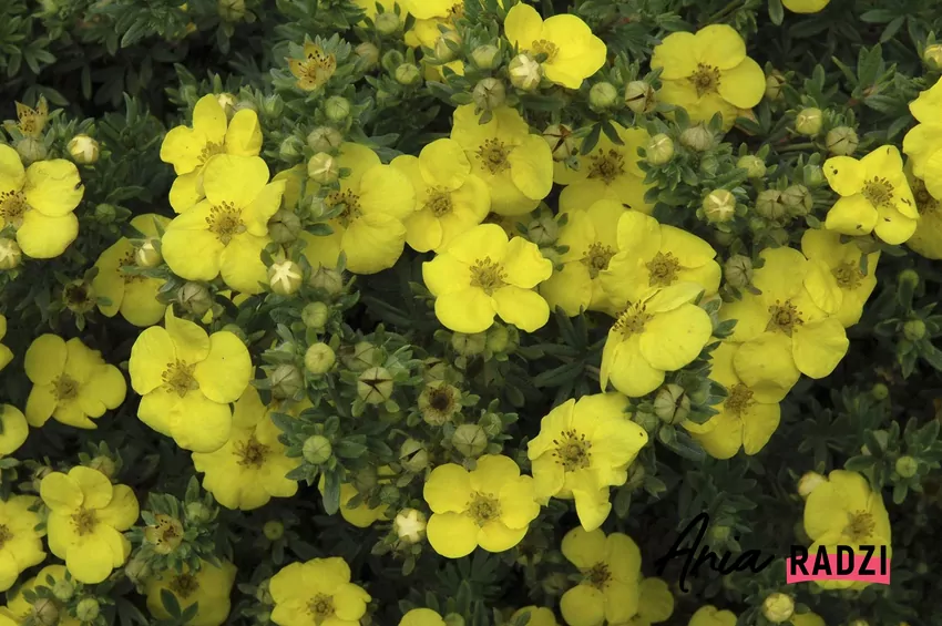 Pięciornik w ogrodzie