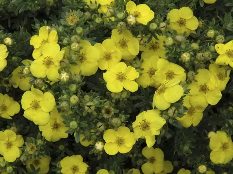 Pięciornik w ogrodzie