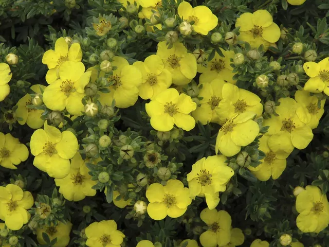 Pięciornik w ogrodzie