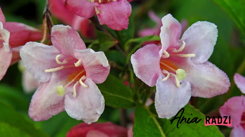 Krzewuszka cudowna zachwyca dzwonkowatymi kwiatami od wiosny aż do jesieni. Kwiaty krzewuszki cudownej