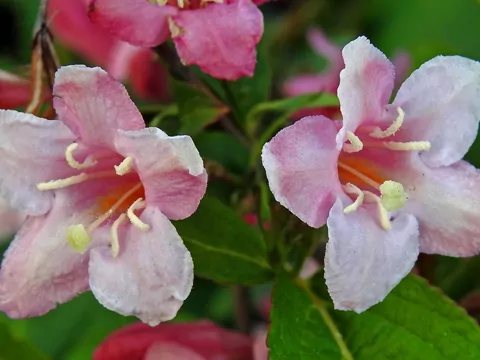 Krzewuszka kwitnie dwa razy w roku