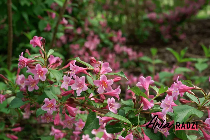 Krzewuszka najlepiej rośnie na słonecznym stanowisku w żyznej, umiarkowanie wilgotnej glebie. Krzewuszka cudowna do ogrodu
