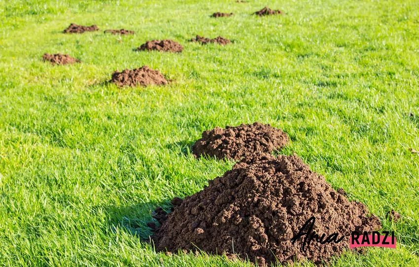Sposób na pozbycie się kreta z ogrodu