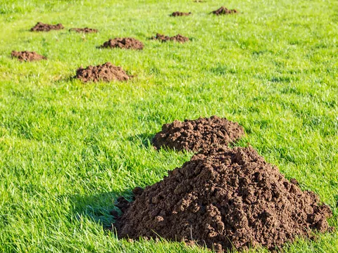 Sposób na pozbycie się kreta z ogrodu