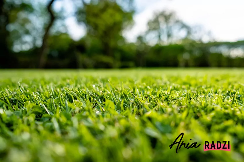 Prosty trik na piękny trawnik po zimie