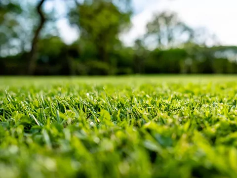 Prosty trik na piękny trawnik po zimie