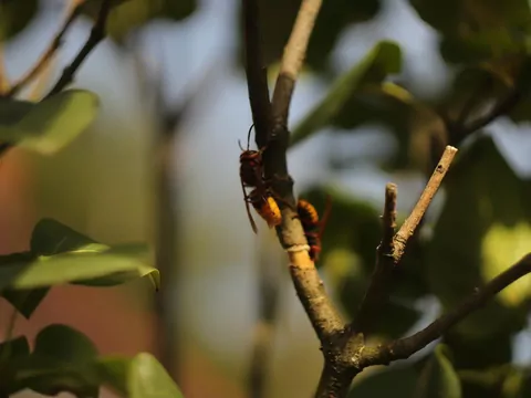 Naturalna bariera przeciw szerszeniom. Wystarczy kilka roślin w ogrodzie