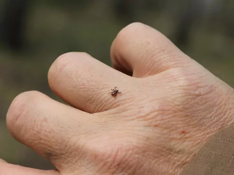 Naturalny sposób na kleszcze